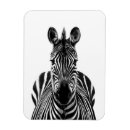Pesquisar por zebra imas Safari