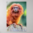Pesquisar por tamarin pósteres Animal