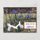 Pesquisar por diferentes cartoes postais Flores