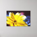 Pesquisar por amarelas da flor impressão de canvas Fotografia
