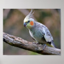 Pesquisar por cockatiel pôsteres pósteres Ninfhicus hollandicus