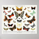 Pesquisar por borboleta vintage pôsteres pósteres Mariposa