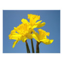 Pesquisar por daffodils fotografia Qualquer pessoa