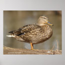 Pesquisar por patos selvagens pôsteres pósteres Aves aquáticas