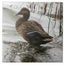 Pesquisar por no lago azulejos Pássaro