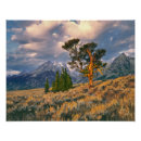 Pesquisar por árvore de cipreste pôsteres pósteres Ambiente