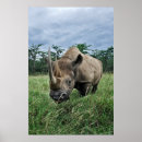 Pesquisar por rinocerontes pôsteres pósteres Animal