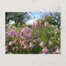 Pesquisar por wiese Blumen