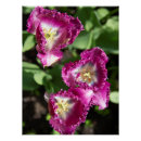 Pesquisar por tulipas brancas pôsteres pósteres Natureza