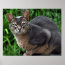 Pesquisar por clínica veterinária pôsteres pósteres Gato