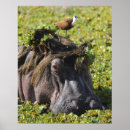 Pesquisar por hippopotamus pôsteres pósteres Animais selvagens