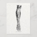 Pesquisar por anatomia cartoes postais Vintage