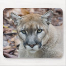 Pesquisar por pumas eletronicos Natureza
