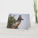 Pesquisar por giraffe cartoes Nature