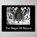 Pesquisar por tigres brancos pôsteres pósteres De tigre