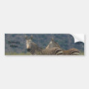 Pesquisar por zebra adesivos carros África