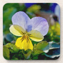 Pesquisar por viola porta copos Jardim
