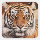 Pesquisar por tigre colorido adesivos Animal