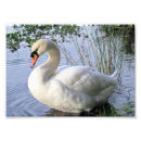 Pesquisar por cisne muda Animal
