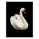Pesquisar por cisne branca artes pósteres Para todos