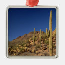 Pesquisar por tucson ornamentos Cacto