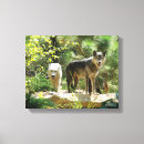 Pesquisar por lobo cinzento pôsteres pósteres Fotografia animal