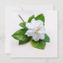 Pesquisar por gardenia cartoes Branco