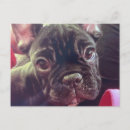 Pesquisar por do buldogue francês cartoes postais Para pets