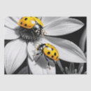 Pesquisar por besouro preto e amarelo Natureza