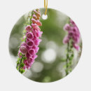 Pesquisar por florescência ornamentos Planta