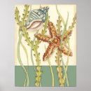 Pesquisar por conchas pósteres Conch seashell