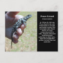Pesquisar por lagarto cartoes postais Herpetologia