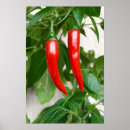 Pesquisar por pimenta encarnado Vegetal