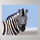 Pesquisar por safari azul pôsteres pósteres África