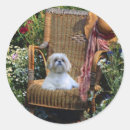 Pesquisar por do tzu shih adesivos Cães
