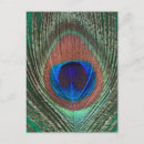 Pesquisar por pavão colorido cartoes postais Fotografia