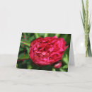 Pesquisar por atrativo cartoes postais Bonito