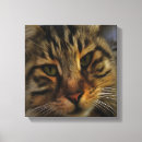 Pesquisar por cat impressão de canvas Miado
