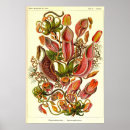 Pesquisar por natur pôsteres pósteres Ernst haeckel