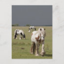Pesquisar por cavalo clydesdale cartoes postais Agricultura