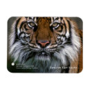 Pesquisar por tigre do sumatran Smithsonian