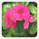 Pesquisar por macro adesivos Primavera