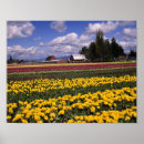 Pesquisar por vermelho da tulipa pôsteres pósteres Washington