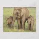 Pesquisar por indianos cartoes postais Elephas maximus