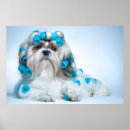 Pesquisar por shih tzu pôsteres pósteres Foto