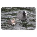 Pesquisar por animais selvagens imanes Natureza