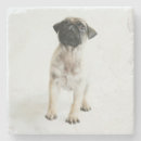 Pesquisar por pugs porta copos Cão