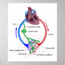 Pesquisar por linfático pósteres Anatomia