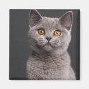 Pesquisar por meses imas Animais