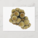 Pesquisar por doença cartoes postais Medicina